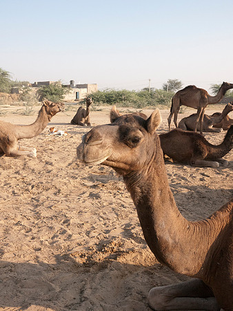 Camel