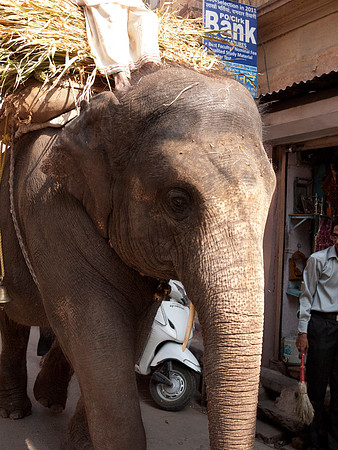 Elephant