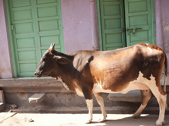 Pink & Green With Cow