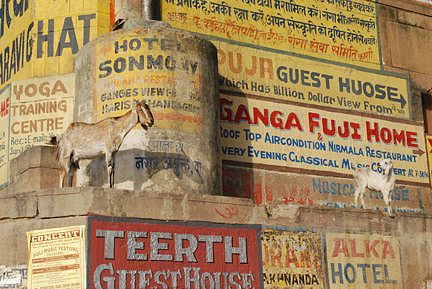 Varanasi Goats